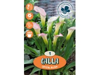 Kala Black Eyed Beauty krémová