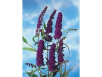 GROW by OBI Komule Davidova (Buddleja davidii) fialová, kv. cca 3 l
