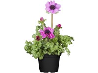 Sasanka vencová (Anemone coronaria), pr. 11 cm