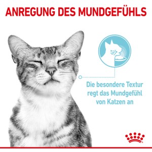 Mačka si pochutnáva na mokrom krmive Royal Canin Sensory Feel. Krmivo pre vyberavé mačky.