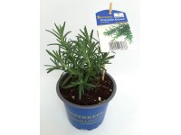 Rozmarín lekársky 
