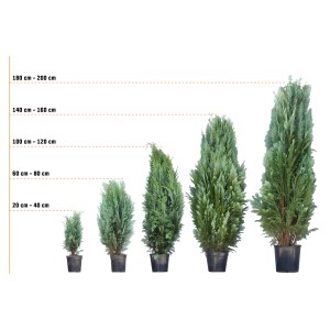 Rôzne vysoké modré cyprušteky Columnaris v kvetináčoch, veľkosti od 20 cm do 200 cm.
