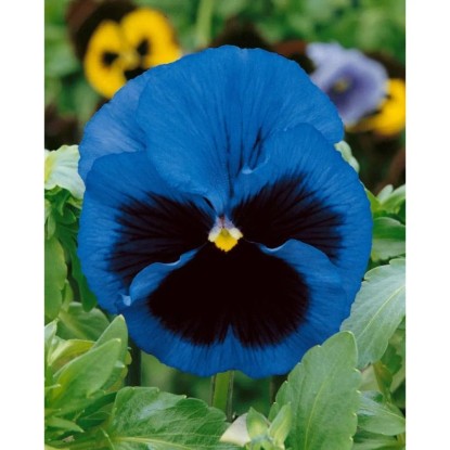 GardenSeed Premium Semienka Fialka sirôtka modrá s okom