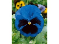 GardenSeed Premium Semienka Fialka sirôtka modrá s okom