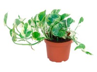 Potosovec zlatý N Joy s priemerom kvetináča cca 12 cm