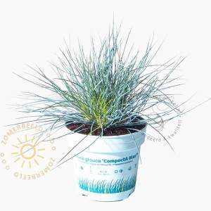 Kostrava sivá Compacta Blue GROW by OBI v kvetináči, modrozelená okrasná tráva.