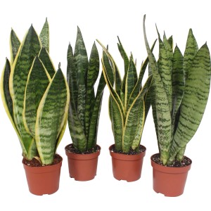 Rôzne druhy svokriných jazykov (Sansevieria Trifasciata) v hnedých kvetináčoch, izbové rastliny.