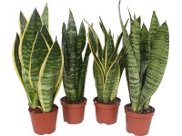 GROW by OBI Svokrin jazyk (Sansevieria trifasciata) Hahnii, rôzne druhy, pr.9 cm