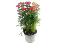 GROW by OBI Rebríček obyčajný (Achillea Millefolium) 