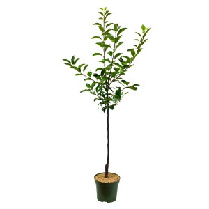 Mladá bio zimná jabloň Topaz v kvetináči, výška cca 100-120 cm, so zelenými listami.
