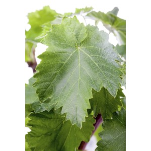 Detailný záber zelených listov viniča GROW by OBI (Vitis vinifera).