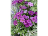 Africká sedmokráska priemer kvetináča cca 12 cm Osteospermum