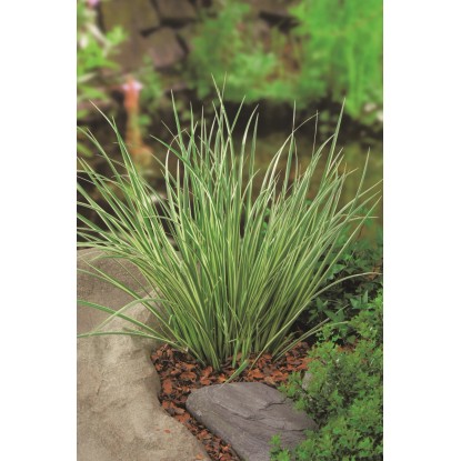Puškvorec trávolistý Acorus gramineus priemer kvetináča cca 18 cm biely