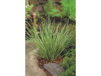 Puškvorec trávolistý Acorus gramineus priemer kvetináča cca 18 cm biely