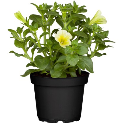 Petúnia "Potunia" priemer kvetináča cca 10,5 cm Petunia
