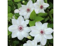 Plamienok (Clematis Hybride) 