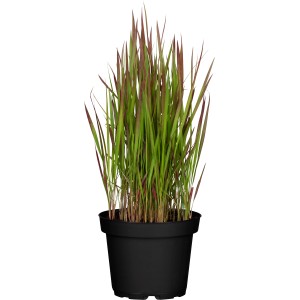 Japonská krvavá tráva 'Red Baron' v kvetináči, hnedočervené špičky listov, cca 40 cm vysoká.