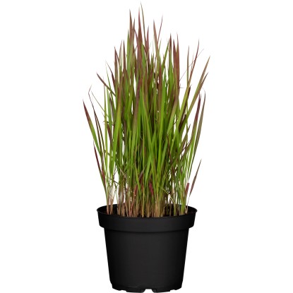 Japonská krvavá tráva 'Red Baron' v kvetináči, hnedočervené špičky listov, cca 40 cm vysoká.