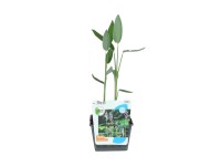 GROW by OBI Thálie pobielená (Thalia dealbata), pr. 18 cm