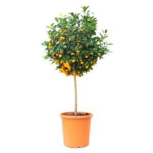 GROW by OBI Citrónovník mini kmienok v kvetináči, výška cca 100 cm, s dozretými, žltými plodmi.
