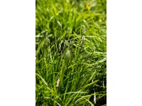 Grow by OBI Pěchava Hybrid pr. kv. 19 cm