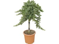 OBI Cyprusovec leylandský 