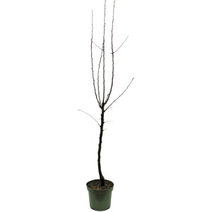 GROW by OBI Bio Nashi hruška Kumoi v kvetináči, výška cca 120-140 cm.