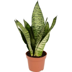 Svokrin jazyk Sansevieria zeylanica compacta v hnedom kvetináči, nenáročná sukulentná rastlina.