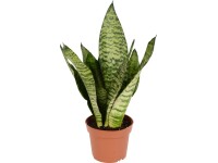 Svokrin jazyk priemer kvetináča cca 12 cm Sansevieria zeylanica compacta