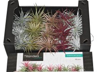 Tilandsia rôzne farby voľne triedená