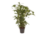 Palicha jemná (Caryota mitis), výška cca 155-165 cm, pr. kv. cca 31 cm