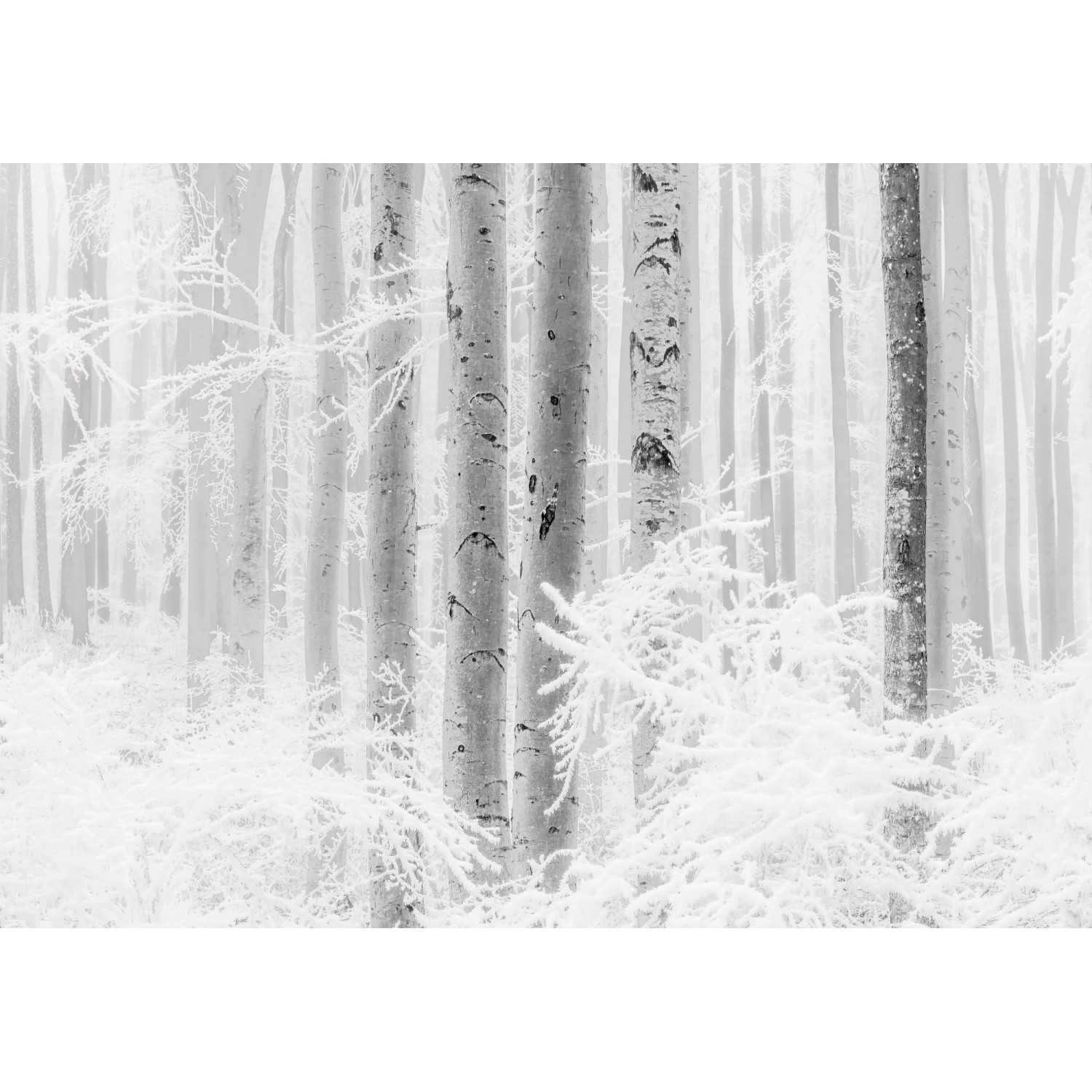 E-shop Komar Vliesová fototapeta Winter Wood 400 x 280 cm