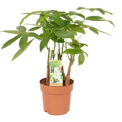 Pachira vodná výška cca 50 - 55 cm priemer kvetináča cca 17 cm Pachira aquatica