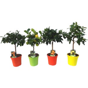 Citrus Mix Mini-Stamm v kvetináči, rôzne odrody v farebných kvetináčoch.