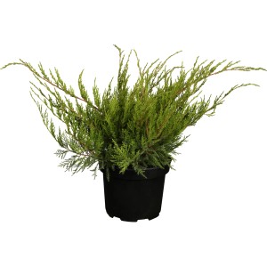 Zelený borievka Mint Julep v kvetináči, výška cca 5-10 cm.