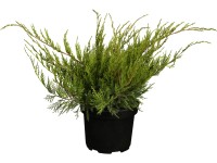 OBI Borievka prostredná 