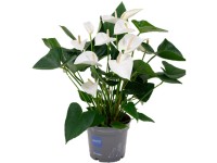 OBI Antúria (Anthurium andreanum) biela výška 60-70 cm, pr. kvet. 17 cm