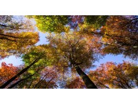 Bondecor Obraz, tlačené plátno Príroda 80 x 150 cm