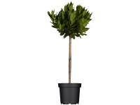 Landgard Vavrín vznešený (Laurus nobilis) cca výška 125-150 cm, pr. 30 cm