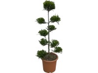 OBI Cyprusovec leylandský 