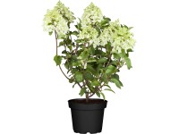 Hortenzia metlinatá 