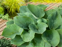 OBI Funkia zelená priemer kvetináča cca 17 cm Hosta