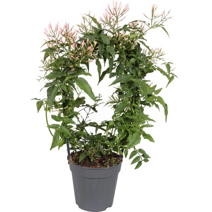 GROW by OBI Jazmín na oblúku priemer kvetináča cca 12 cm Jasminum polyanthum