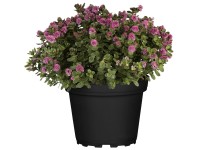 Landgard Hebe Andersonova (Hebe andersonii) cca výška 10-20 cm, pr. 12 cm Landgard Hebe Andersonova (Hebe andersonii) cca výška 10-20 cm, pr. 12 cm