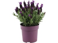 GROW by OBI Levanduľa smilovitá (L. stoechas) 