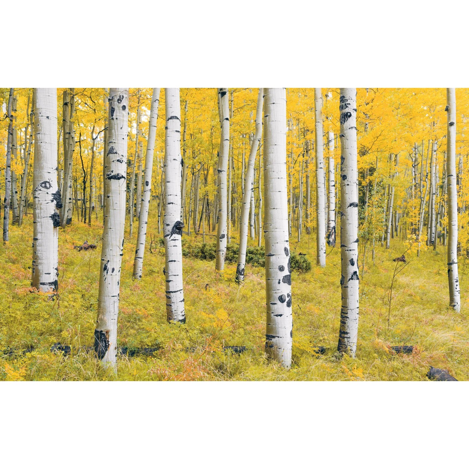 E-shop Komar Vliesová fototapeta Orange Forest 400 x 250 cm