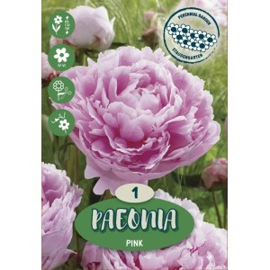 Royal De Ree Holland Kvetinové cibuľky Pivonka "Pink"