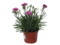 Karafiát (Hvozdík) záhradný, kvetináč 10 cm