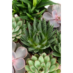 Rôzne sukulenty v kvetináči (Ø 8 cm): Zelená aloe, echeveria a ďalšie nenáročné druhy.