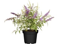 Budleja Dávidova Buzz Trio